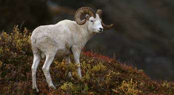 Mouflon de Dall