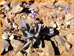 Plante du désert