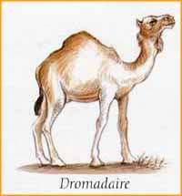 Drormadaire