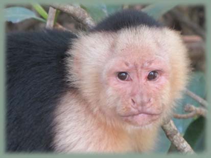 Costa Rica - Singe capucin