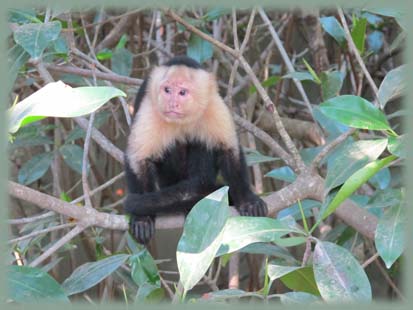 Costa Rica - Singe capucin