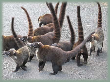 Costa Rica - Coati