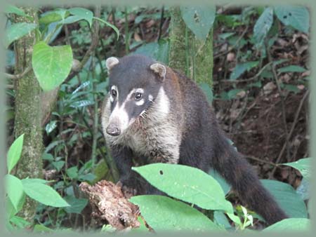 Costa Rica - Coati