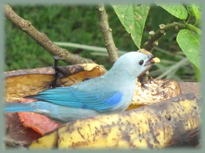 Costa Rica - Faune