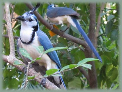 Costa Rica - Faune