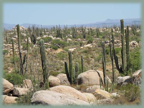 Mexique - Baja California