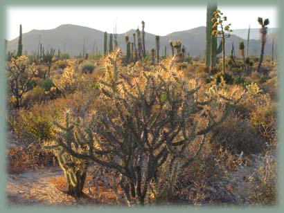 Mexique - Baja California