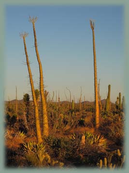 Mexique - Baja California