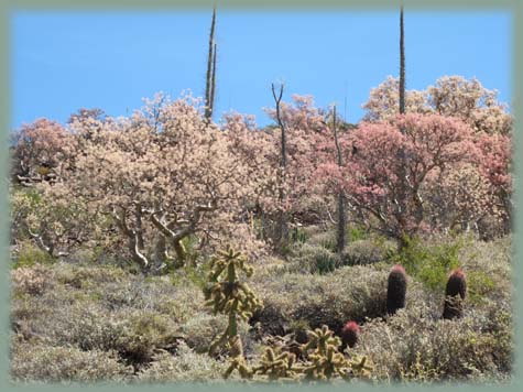 Mexique - Baja California