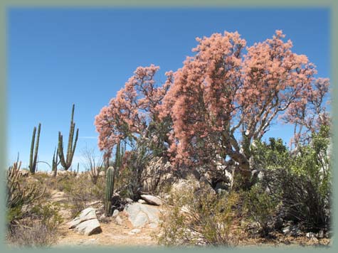 Mexique - Baja California