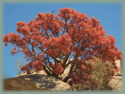 Mexique - Baja California