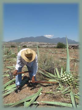 Mexique - Mezcal