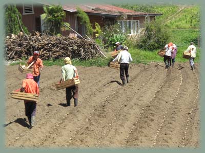 Panama - Chiriqui
