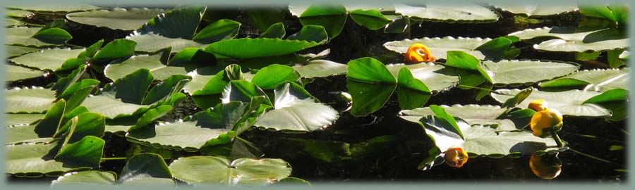 Le nénuphar, symbole de la création du monde et une allégorie de la renaissance....