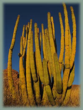 Organ Pipe - Etats-Unis