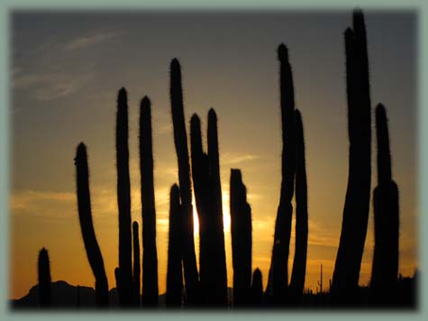 Organ Pipe - Etats-Unis