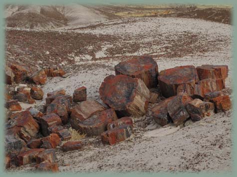 Petrified Forest - Etats-Unis