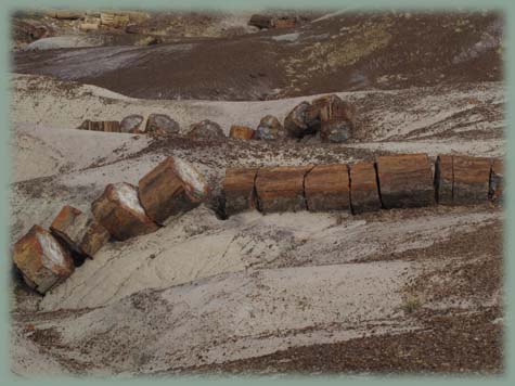 Petrified Forest - Etats-Unis