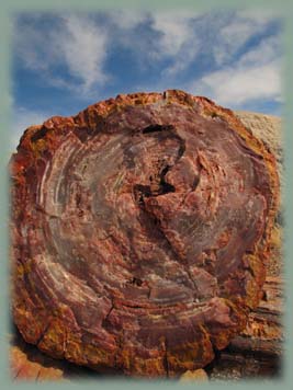 Petrified Forest - Etats-Unis