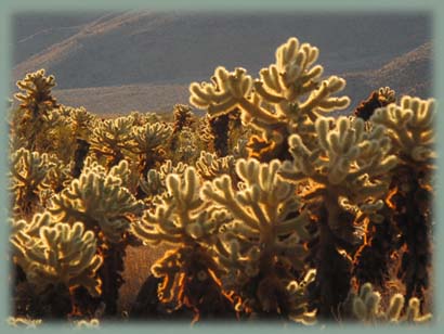 Joshua Tree NP