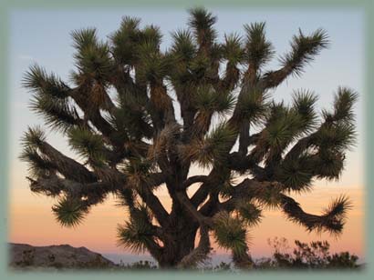 Joshua Tree NP