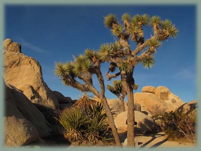 Joshua Tree NP