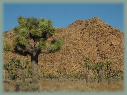 Joshua Tree NP