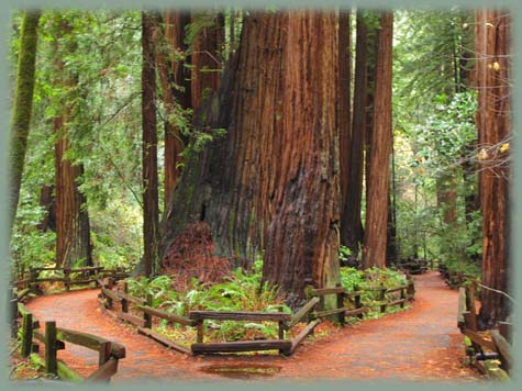 Muir Woods - Californie