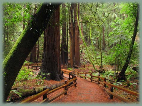 Muir Woods - Californie