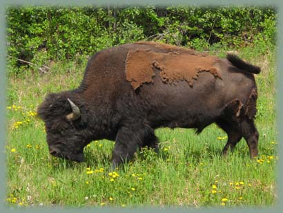 Bison - Canada