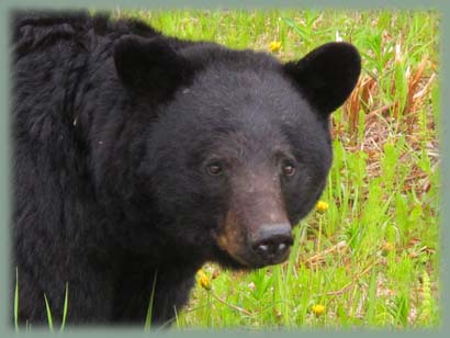 Ours noir - Canada