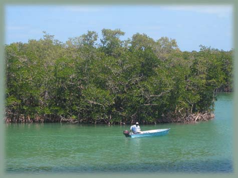 Everglades - USA