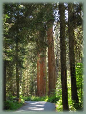 Sequoia - USA