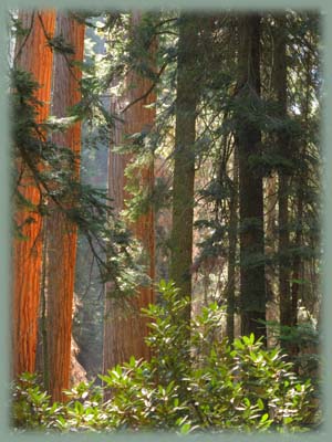 Sequoia - USA