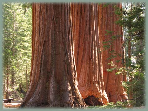 Sequoia - USA