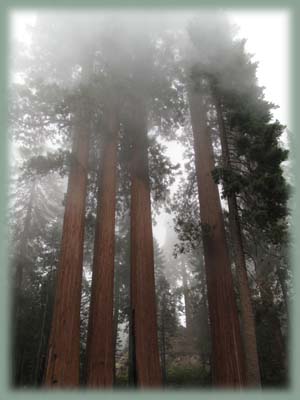 Sequoia - USA