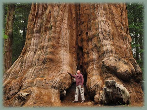 Sequoia - USA