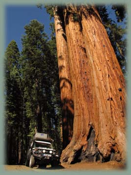 Sequoia - USA