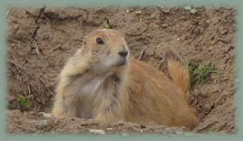 Chien de prairie - USA