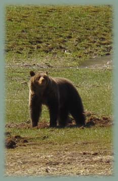 Ours brun - Yellowstone USA