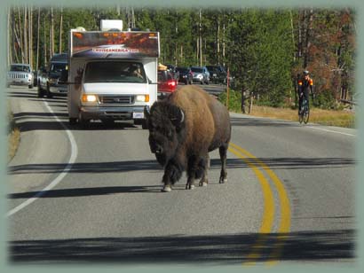 Yellowstone - Wyoming