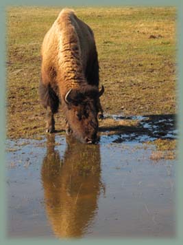 Bison - Yellowstone USA