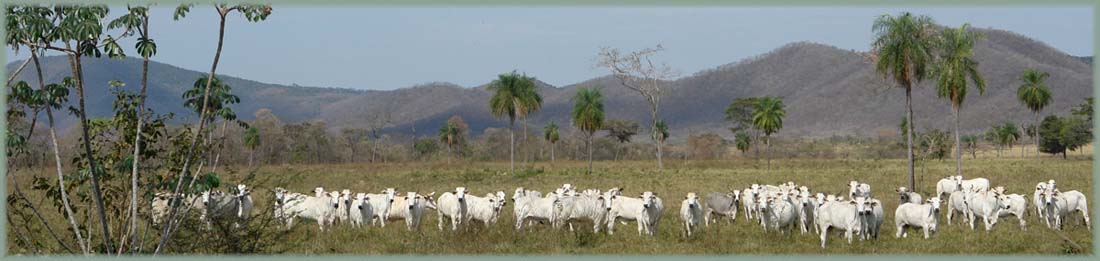 Brésil Pantanal - Amazonie