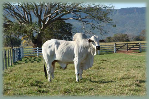 Bresil - Vache brahmane 