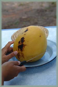 Mangue