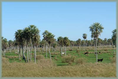 Paraguay - El Chaco