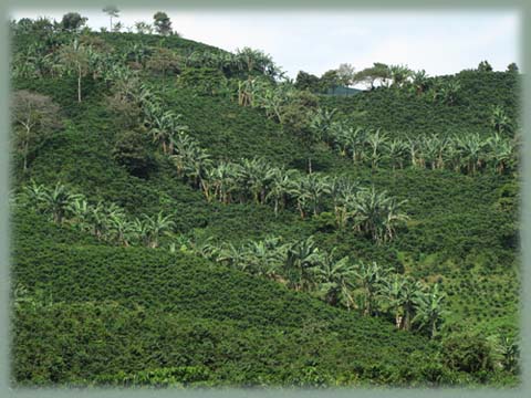 Colombie - Zona cafetera