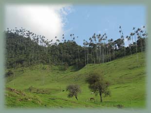 Colombie - Valle del Cocora