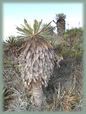 Colombie - Frailejón