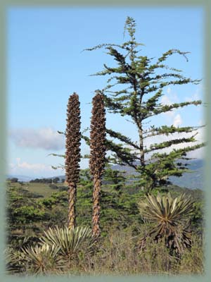 Colombie - Frailejón